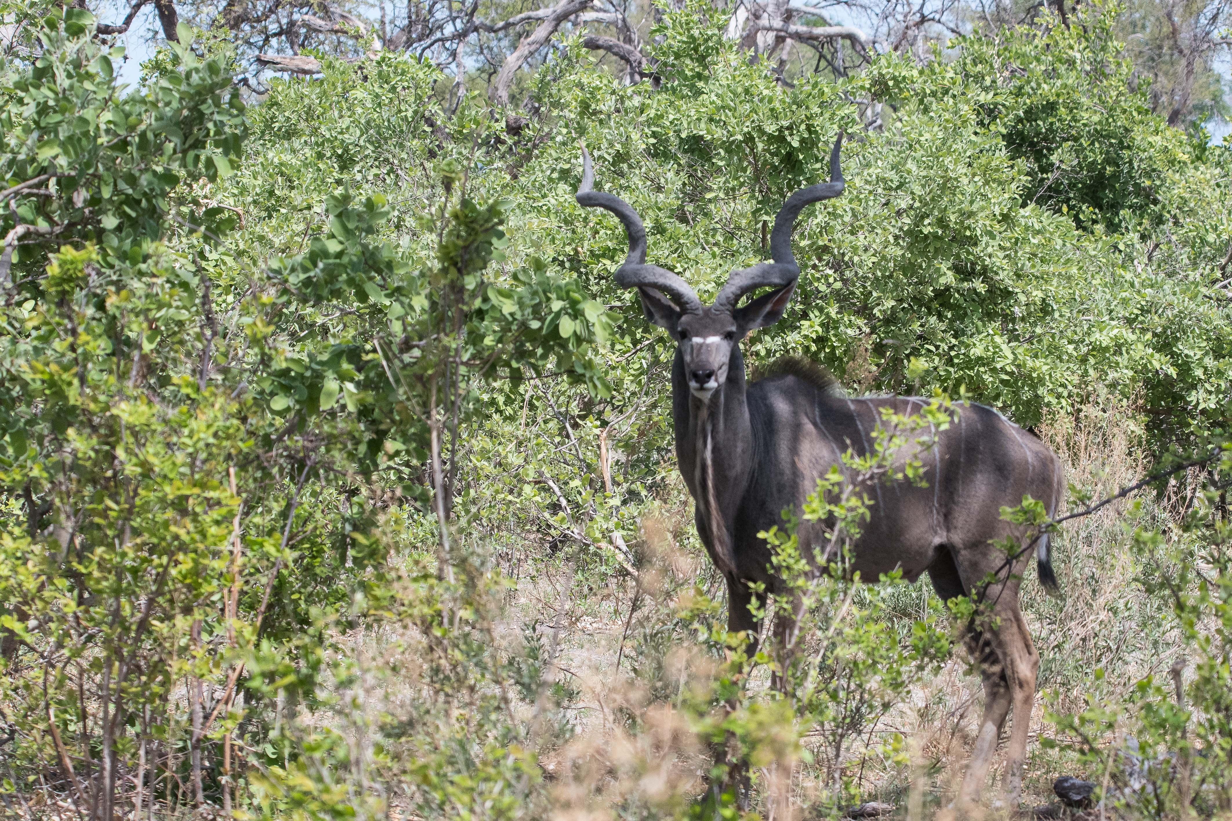 Grand koudou (Greater kudu, Tragelaphus strepsiceros), mâle adulte, Réserve de Kwando, Delta de l'Okavango, Botswana..